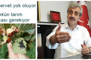 Kokarca Fındık Üreticisini Zorluyor Topyekûn Mücadele Gerekiyor 